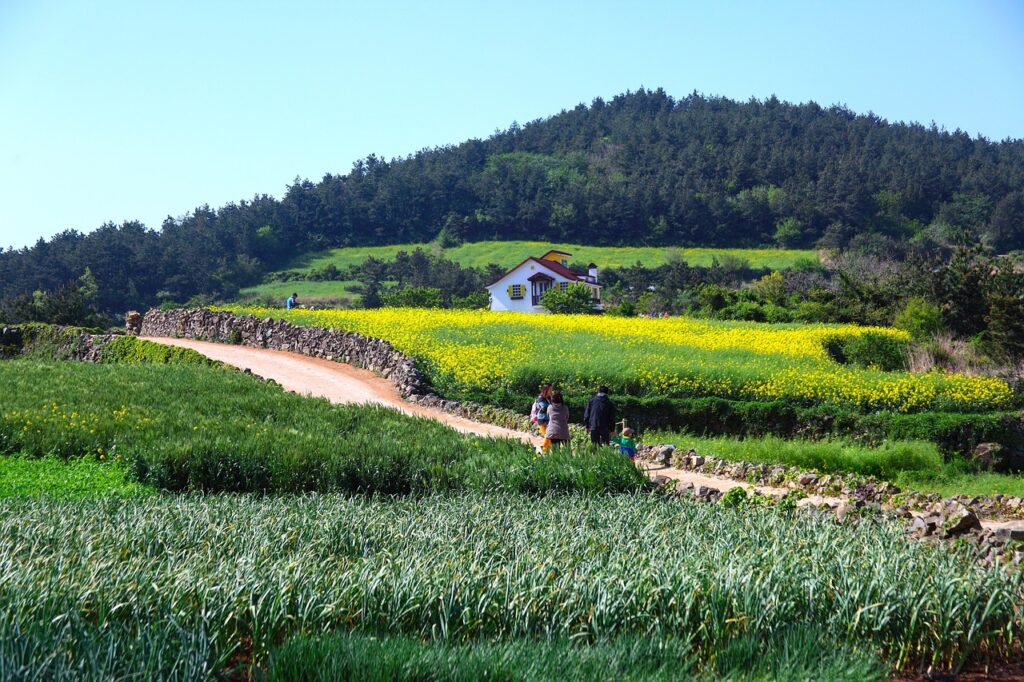 scenery, nature, field, panorama of, farm, spring, cheongsando, island, wando, travel, tour travel, republic of korea, korea, rape flowers, the, movie filming, cheongsando, korea, korea, korea, korea, korea