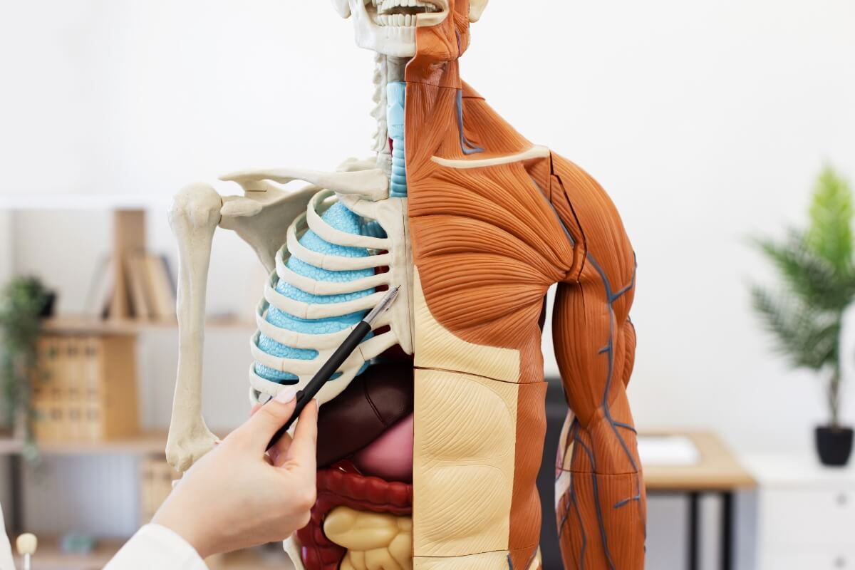 Ruka pokazuje dijelove anatomskog modela ljudskog tijela koji prikazuje kostur, mišiće i unutarnje organe. Model služi za učenje anatomije i fiziologije u edukativnom okruženju.