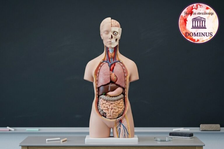 Anatomski model ljudskog tijela prikazuje unutarnje organe, uključujući mozak, pluća, srce, jetru, želudac i crijeva, postavljen ispred školske ploče u edukativnom okruženju.
